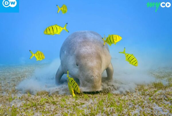 Dugong swimming underwater in its natural habitat
