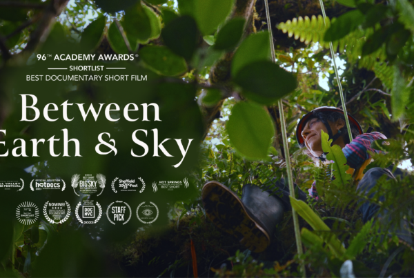 special screening section feature image